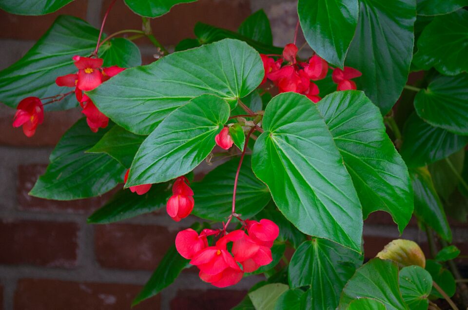 Dragon Wing Begonia